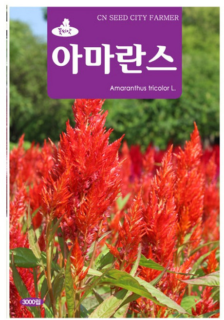 아마란스 꽃씨앗 꽃씨 3000립, 1개