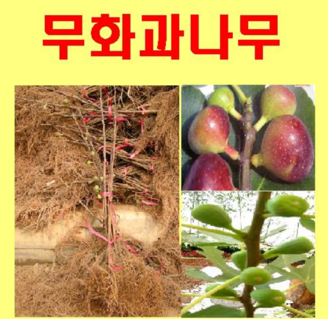 (D소망)무화과나무 묘목 삽목1년생 3그루, 1개