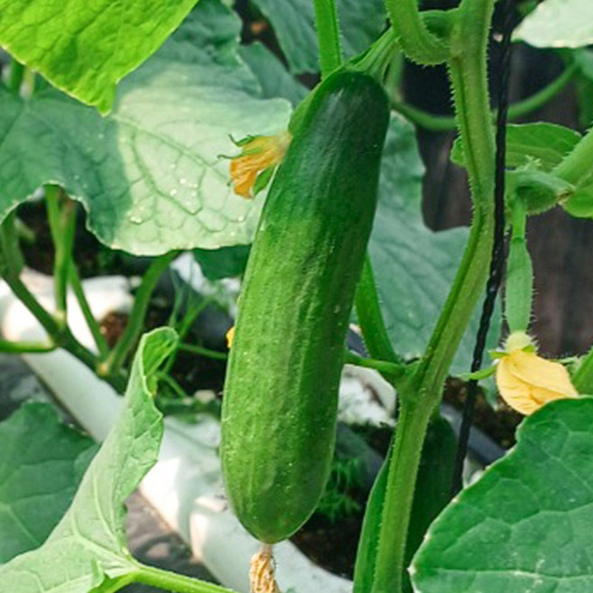 [오늘신선] 진천 푸른빛 미니오이 스낵오이 1kg, 1개