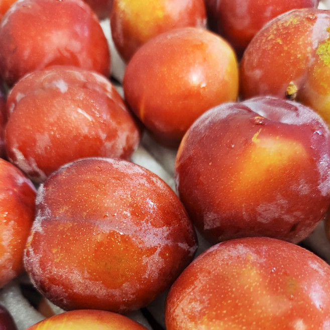 자두나무 묘목 로얄대석 자두묘목 3년생 결실주, 로얄대석 자두나무 분묘 3년생 결실주, 1개