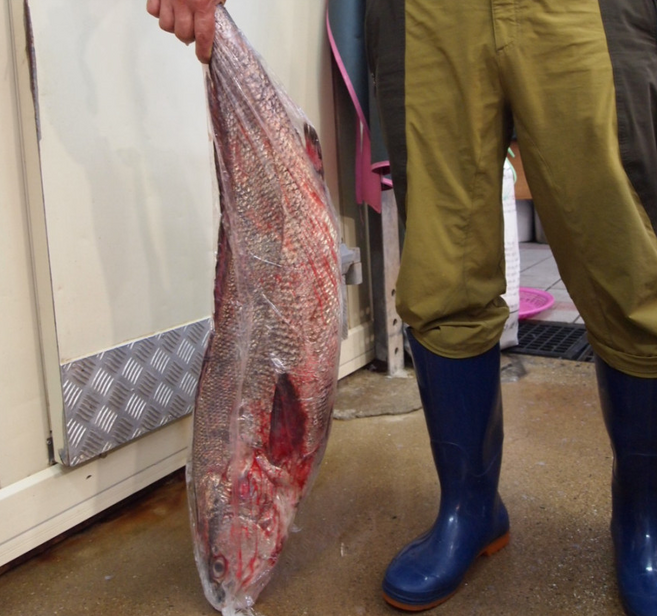 목포민어 2kg 통민어 민어부레 민어뼈 민어회 민어매운탕 신안민어 목포민어, 민어2kg-1마리, 민어(회썰어), 1개