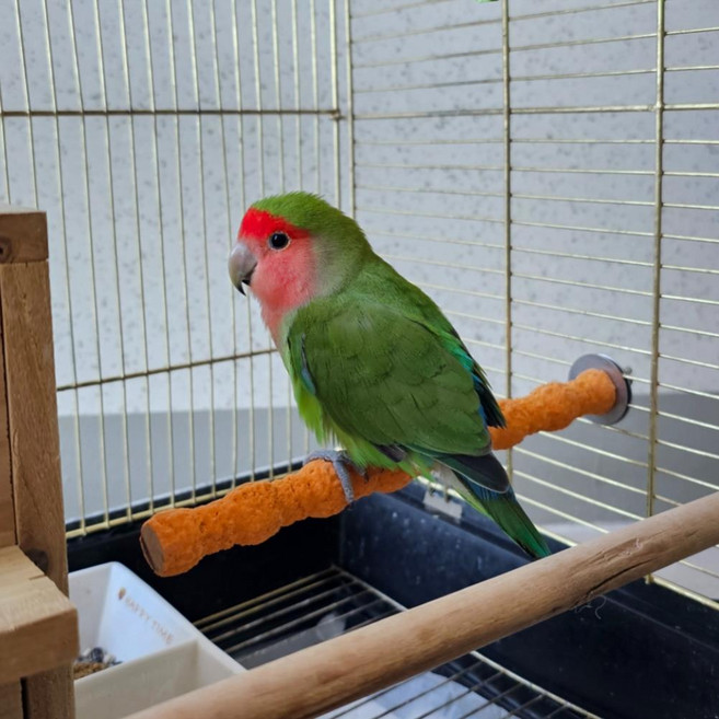 앵무새용품 앵무새 발톱 부리갈이 횟대 대형 2P 앵무새횟대, 2개