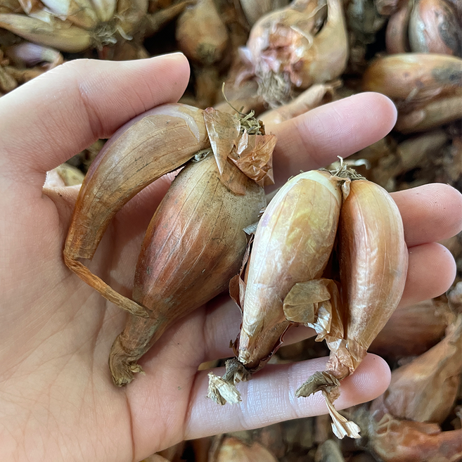 [당일출고] 알 굵은 쪽파 씨앗 모종 종자 구근 쪽파씨, 1개, 1kg