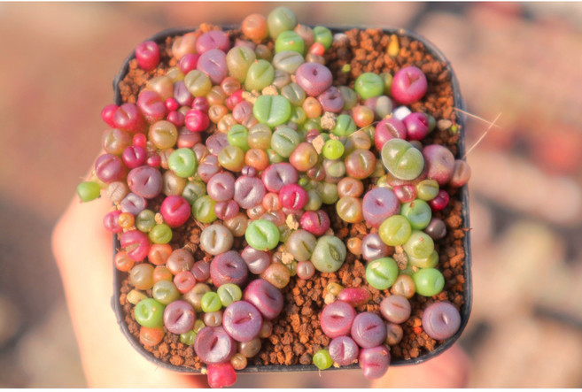 로나가든 미니리톱스모듬 0-1년생 희귀다육이 말발굽 선인장 군락지, 0-1년생 미니리톱스모듬, 플라스틱, 1개