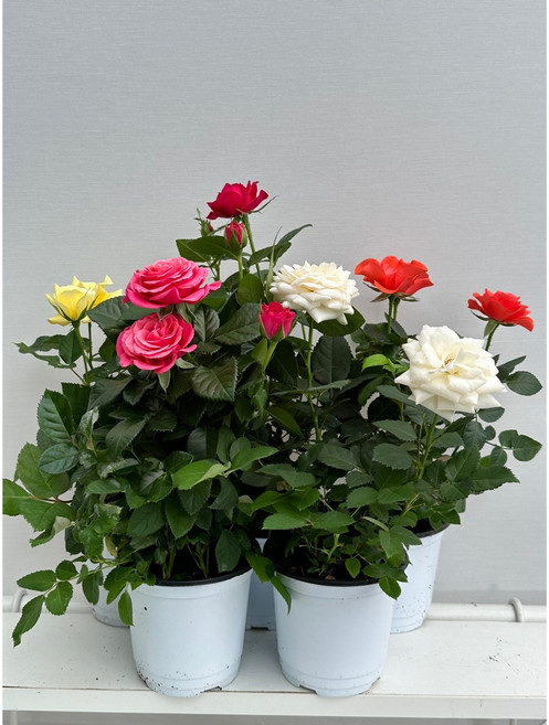 구칠즈 2개발송 장미 소형 사계장미 미니장미 공기정화식물 반려식물 102589, 2개