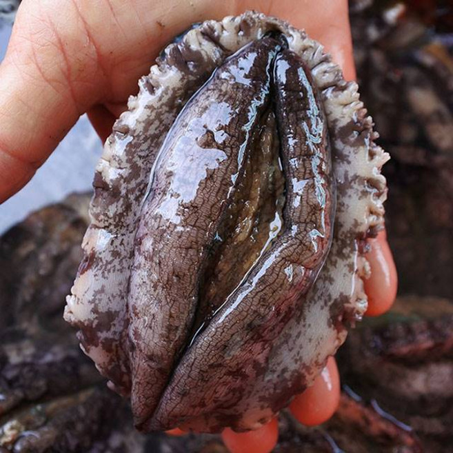 강성푸드 싱싱해 완도 직거래특대 전복 10-11미, 1박스, 대(10-11미)x3kg