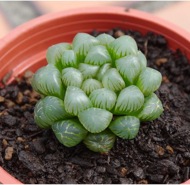 花樣渼栽盆栽生活館 姬玉露 (3寸) 多肉植物 觀葉植物, 1個, 植株(裸根)