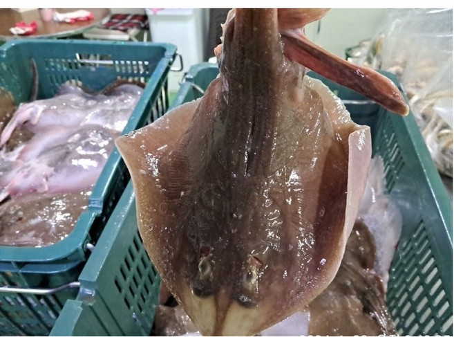 국내산 활 간재미 / 제철 봄 간재미 산지직송, 1개, 1kg(1미~3미)