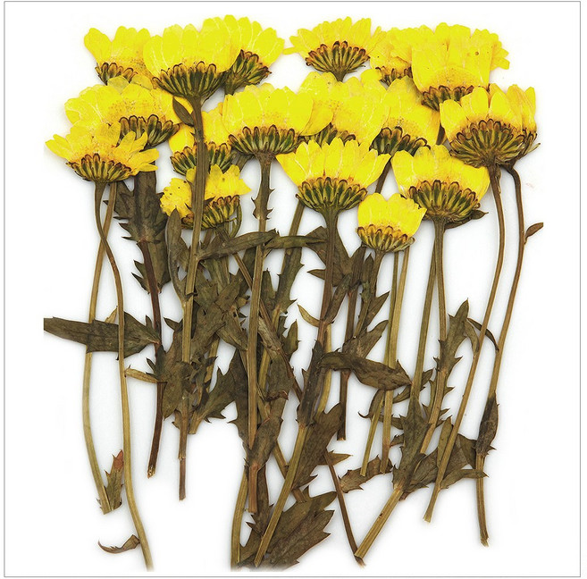 프레스코21 압화 줄기 소국옆얼굴(노랑/대) 20p