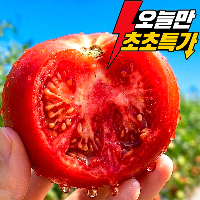 [단하루초특가] 50박스한정 산지직송 특품 완숙토마토, 1박스, 5kg (초특가)