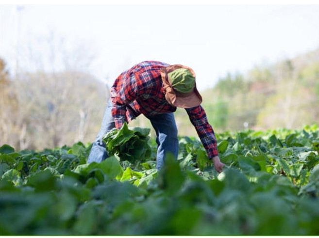 강원도 인제 동일농장 곰취로 만든 곰취가래떡, 80g, 12개