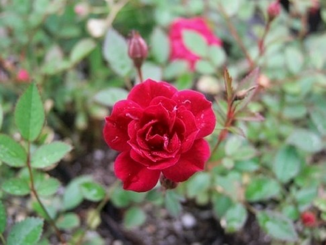 미니찔레장미-체리핑크 노지월동 다년생 가을식재용 규격10cm화분 2개 천지가야생화, 1개