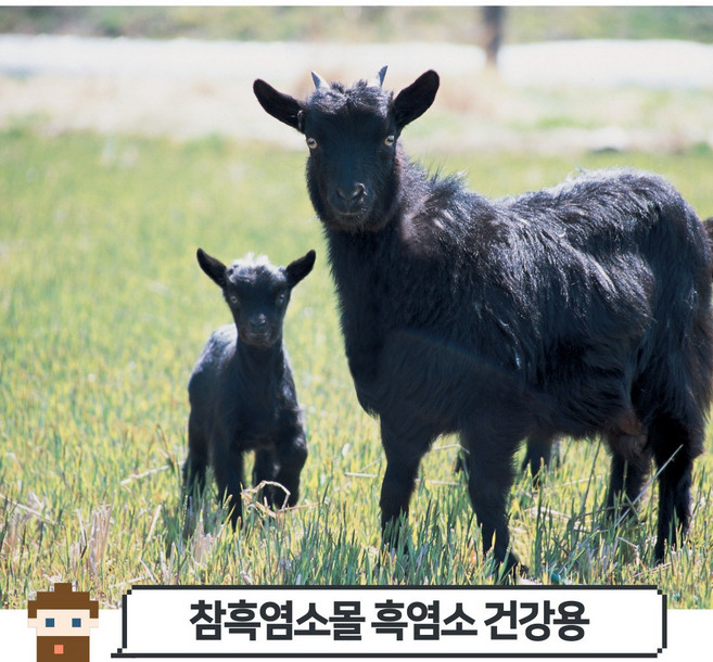 [당일 발송] 흑염소 건강용(호주산), 1개, 15kg