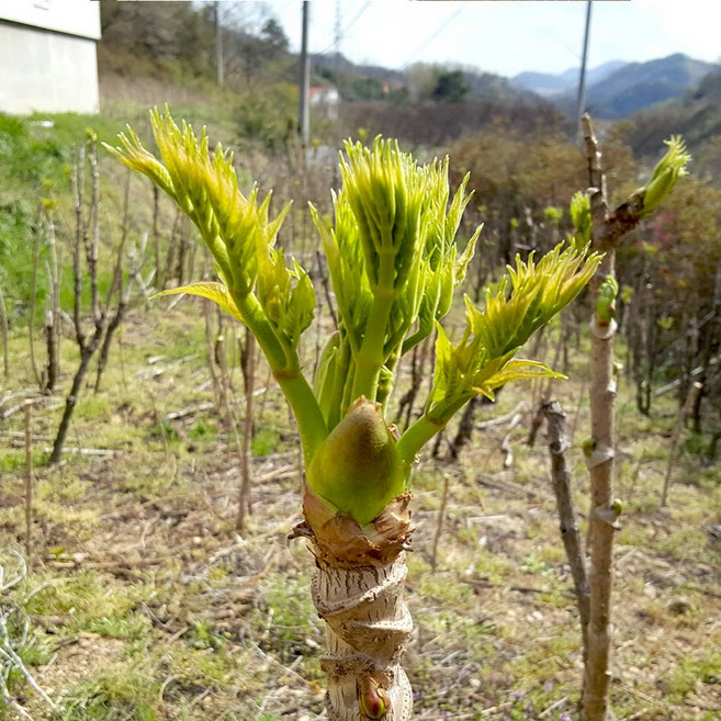 지리산 노지 햇 나무두릅 참두릅 500g 1kg 첫순, 최상품, 1개