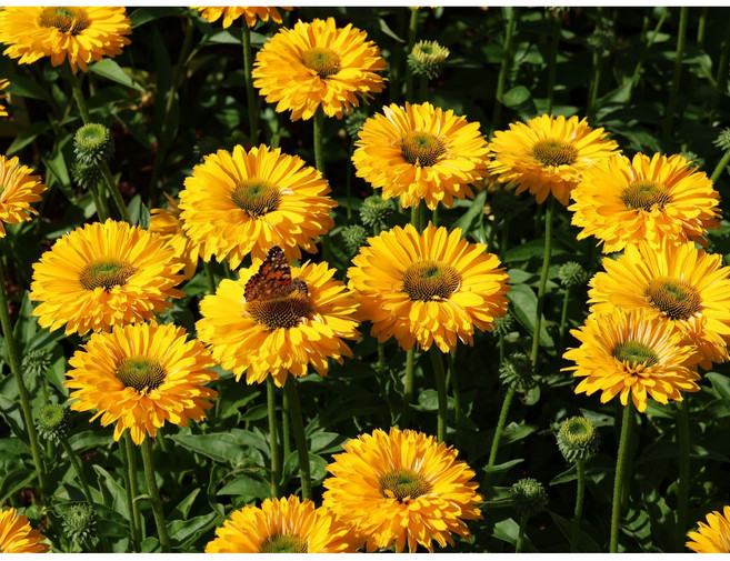 에키네시아 썬시커 골든 썬 15cm 포트묘 여름꽃 왜성 야생화 실내화분 절화 노지월동