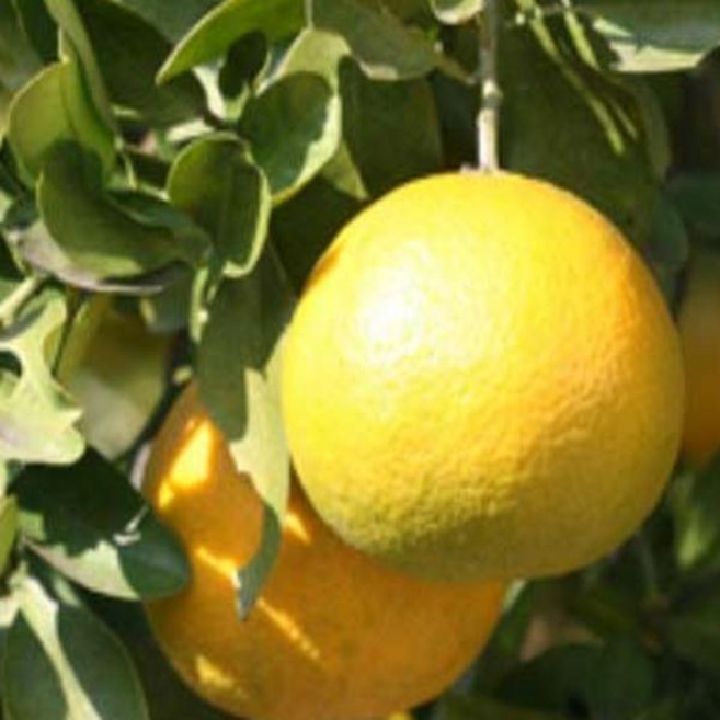 묘목/귤나무(하귤) 하귤나무 접목3년생 JJ019, 1개