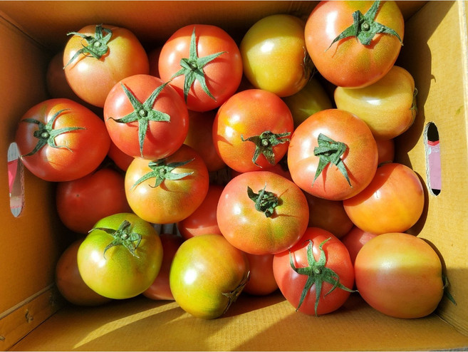 토마토 동양종 찰토마토 속꽉찬 옛맛 토마토 실중량 5kg, 1개, 5키로