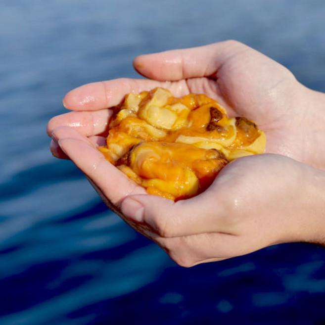 통영 서민갑부 평화수산 손질 멍게 깐 멍게 횟감용 멍게 500g 1kg 2kg, 1개, 깐멍게1kg