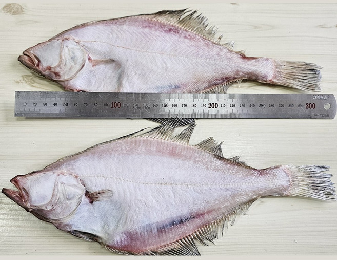 참가자미(대) 약30cm(10마리) 2마리(5봉) 반건조가자미 개별진공포장 해인수산, 1개, 약2k
