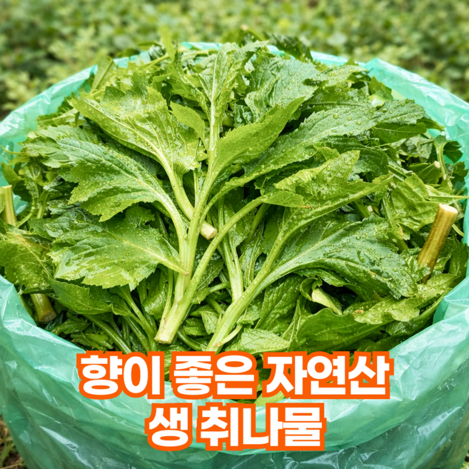 [초특가행사] 향긋한 봄나물 신선도보장 생 취나물, 1박스, 1kg
