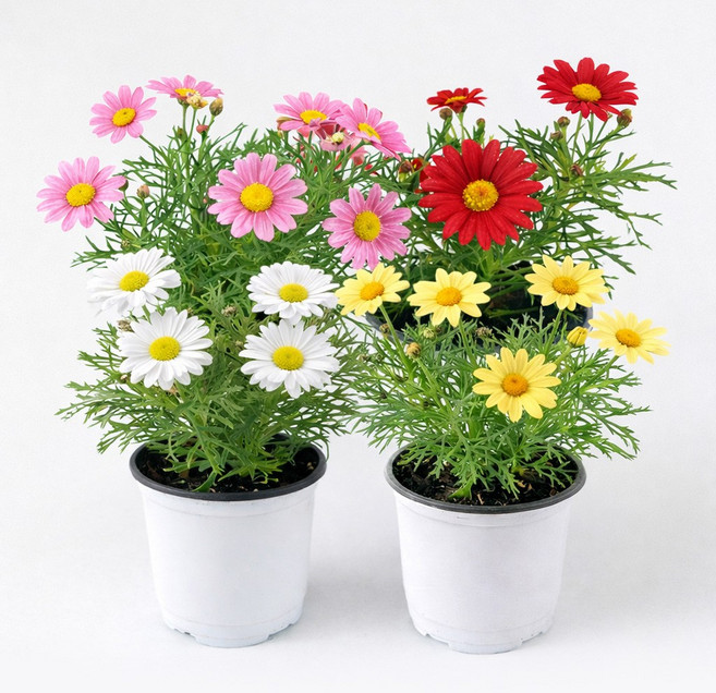 갑조네 목마가렛 꽃모종 화분 나무 외목대 마가렛 봄꽃, 2개, 혼합