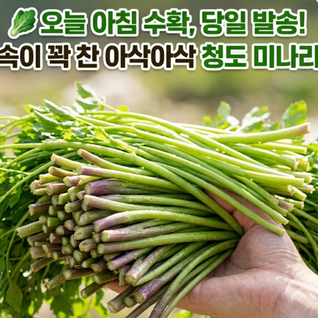 [제철] 산지직송 청도 향긋한 미나리 삼겹살파티용, 1박스, 500g