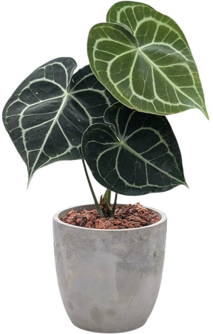 開心農元 圓葉花燭水泥盆栽組 室內綠植盆景 簡約水泥盆器 易於照護 淨化空氣, 綠, 1個