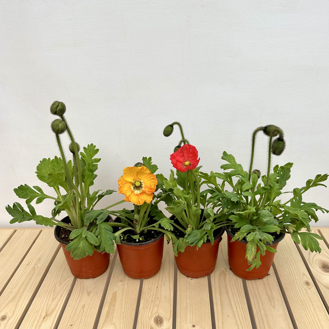 꽃양귀비 꽃모종 봄꽃 3+1, 1개