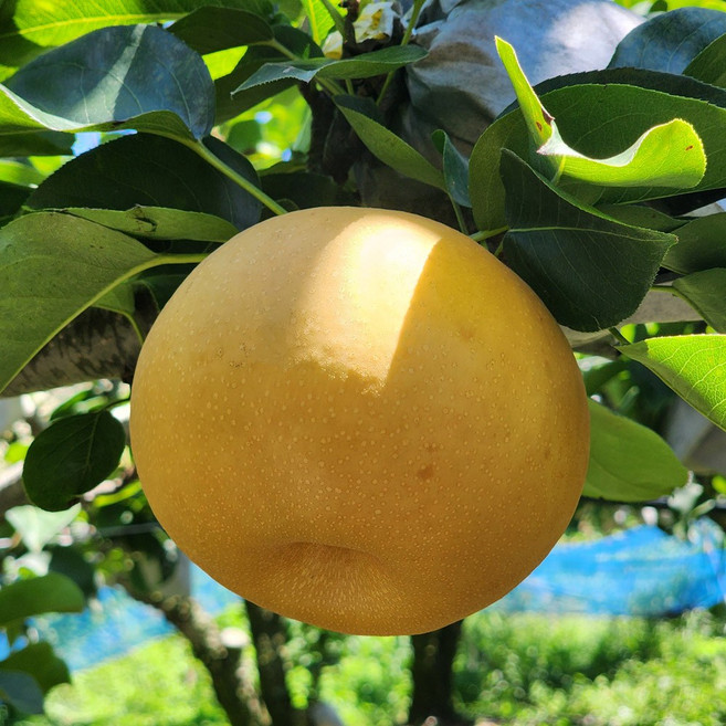 국내산 울팜 고당도 나주배 배, 1개, 나주배 2kg