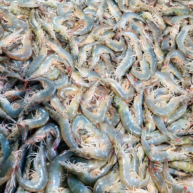 국내산 제철 새우 신선 급냉 흰다리새우 냉동새우, 1개, 1kg(50~55미)