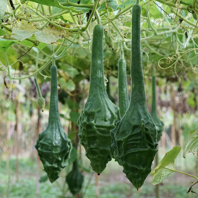 도깨비박 씨앗 5알 조롱박 종자 도깨비 방망이 박씨 자람종묘, 1개