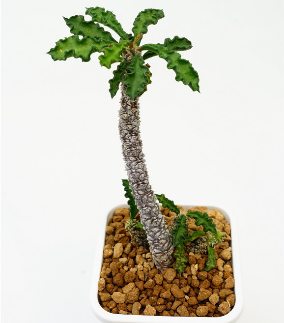 유포르비아 데카리 중묘 Euphorbia decaryi-아프리카식물 농장 에이플랜트 코덱스, 1개, 1L