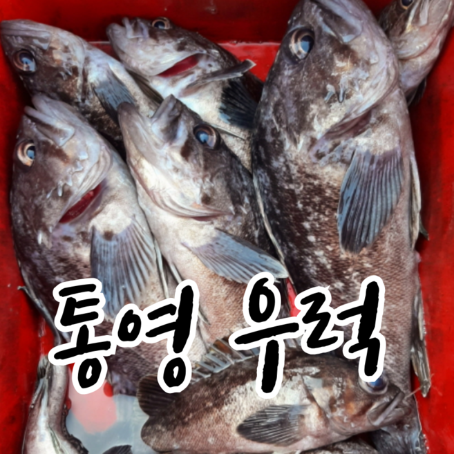 우럭 생물 매운탕 1kg 3~4인분 밀키트 통영 산지직송, 1세트, 생우럭 매운탕 밀키트 3~4인분