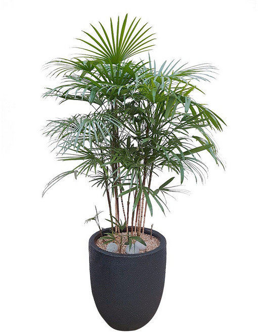 도자기랑나무랑 개업 개원 축하화분 거실반려식물 실내공기정화 금전수 뱅갈고무나무, 1개, 종려죽 고급축하화분