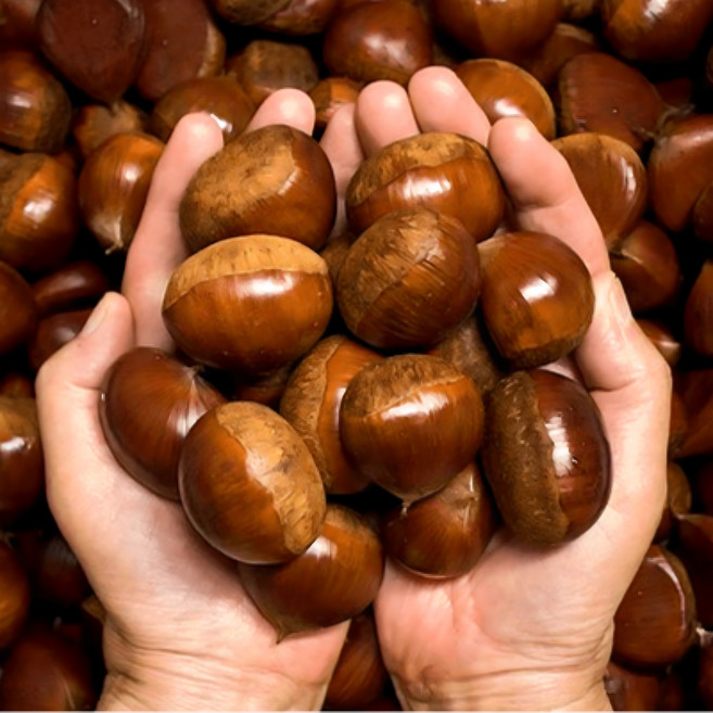 25년 햇밤 공주밤 공주알밤 공주맛밤, 공주햇밤 1KG(대/개당16-24G), 1개