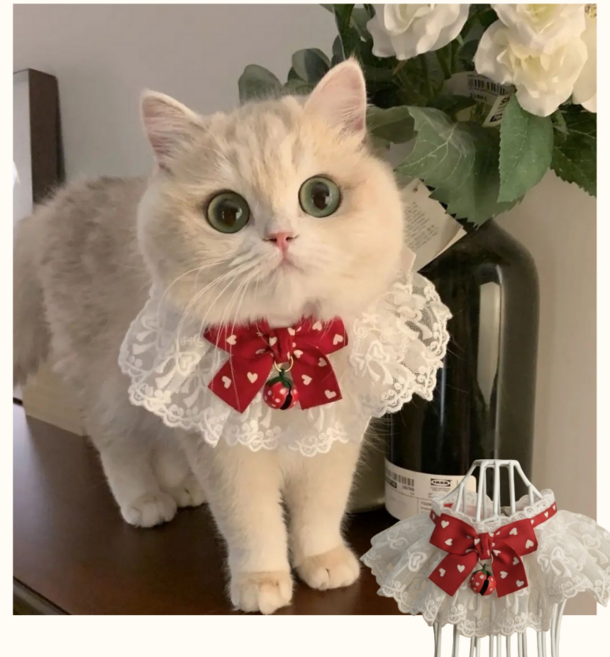 고급 레이스 프릴 고양이 강아지 카라 /케이프 인생샷, 1개, 순수 진주