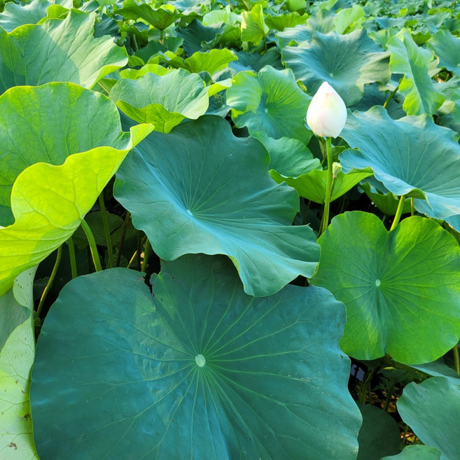 [냉동연잎 아니고 생연잎] 26년 햇연잎 백련잎 진공포장 연잎차와 연잎밥 재료 산지직송 흙사랑농장 모이랑, 1개, 1kg