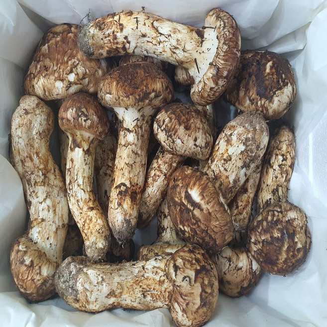 송이버섯 자연산 냉동 국내산, 등외품 500g, 1개, _