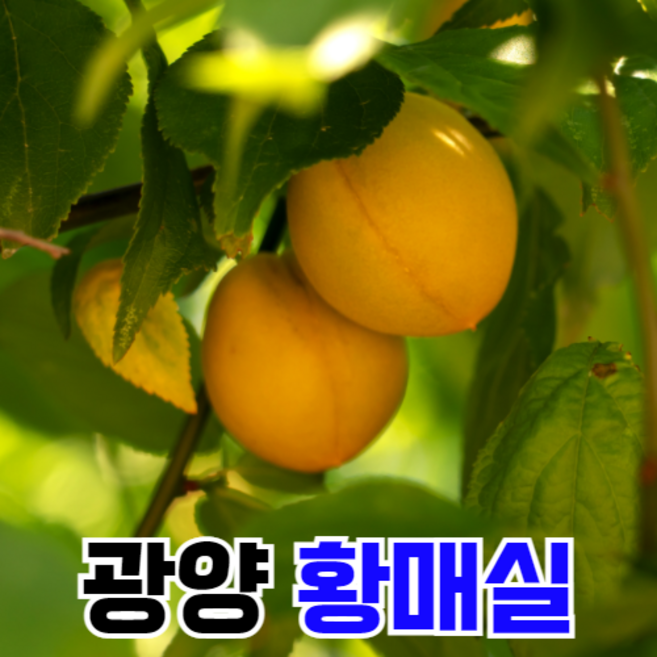 [산지직송] 전남 광양 황매실 (대/특/왕특) 5kg 10kg 매실청 매실액 담그기용 엑기스용, 황매실 특품, 1개