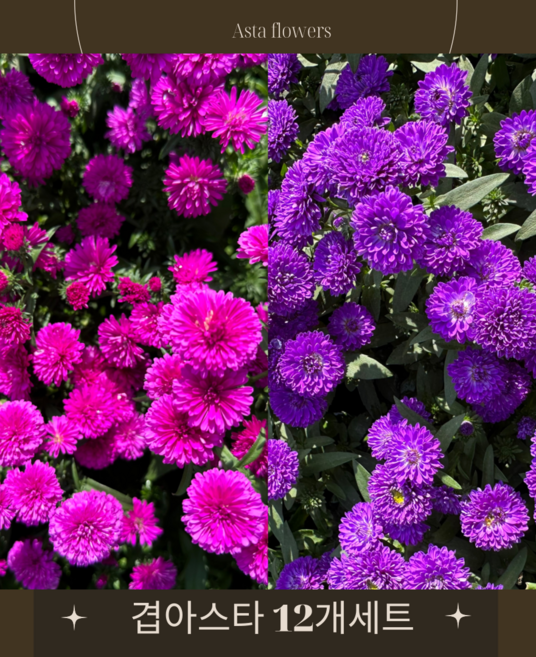 골드씨드 야생화 겹아스타 모종 12개 세트 2종 셀프조경 노지월동식물 전원주택조경 가을꽃 국화 여러살이해풀 겹아스타 포트, 12보라, 1개