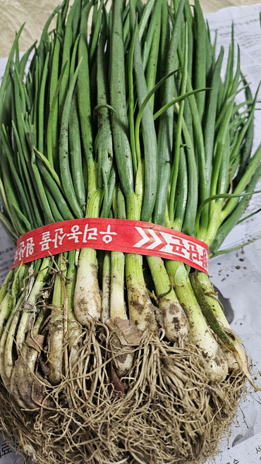 당일수확 싱싱한 흙 가는 쪽파 1단 1.5kg 내외 잔파 실파 파김치, 1개