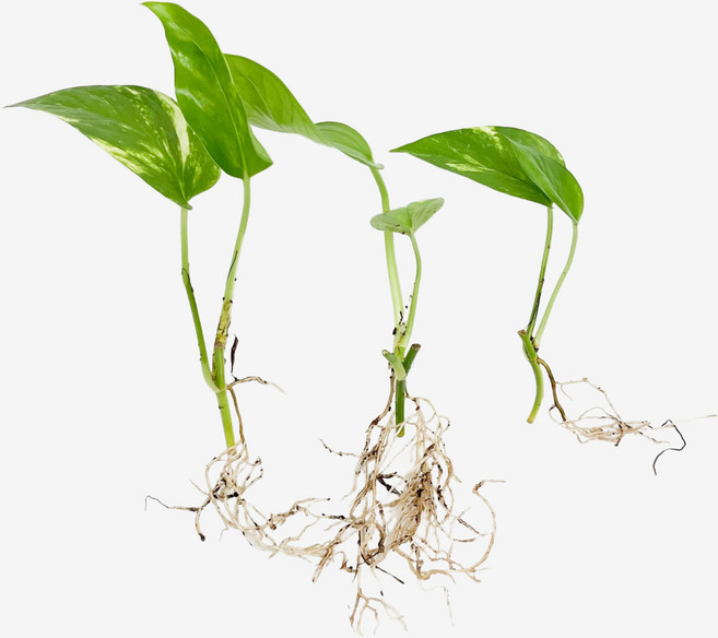 글라스가든 뿌리 흙 세척 스킨답서스 3뿌리 수경재배 수중 실내공기정화 키우기 쉬운 식물 키우기, 1개