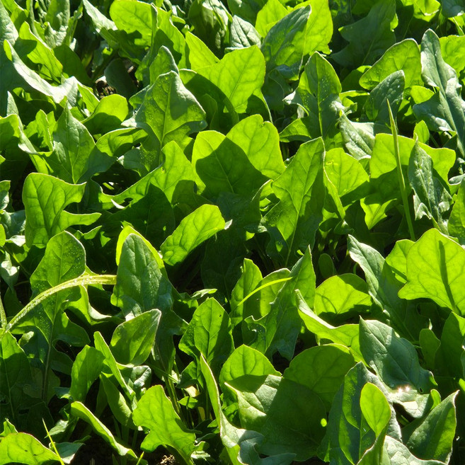 남해 시금치 보물초, 1개, 2kg