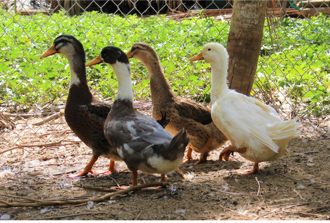 살아있는 생오리 오리탕용 2.2kg 내외 시골토종 오리 당일발송 [오후5시이전 주문시 당일출고], 1개