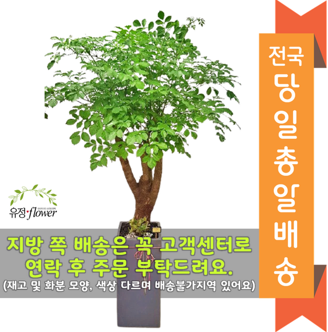 개업 축하 특대형 화분+이동바퀴받침대 전국 당일배송, 01. 해피트리+이동바퀴받침대, 1개