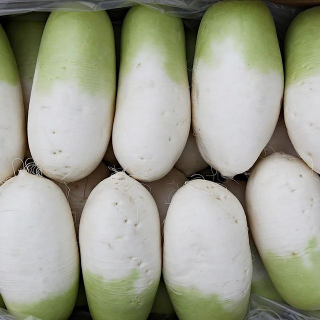 아삭달큰 제주 세척 무 월동무 김장무 무생채 무나물 쌈무, 1개, 10kg