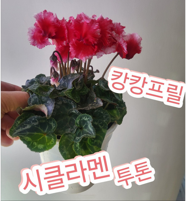 프릴시클라멘꽃/캉캉/투톤/향내음까지 풀풀~ 시클라멘프릴, 1개