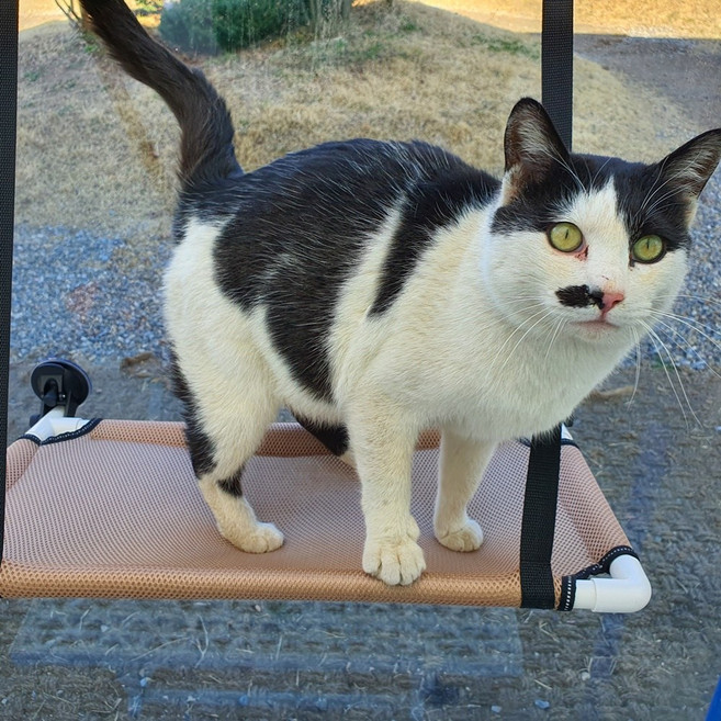 뚱냥이 고양이 창문 해먹 윈도우 미친 흡착력, 일반 흡착세트, 소형 브라운 1단, 1