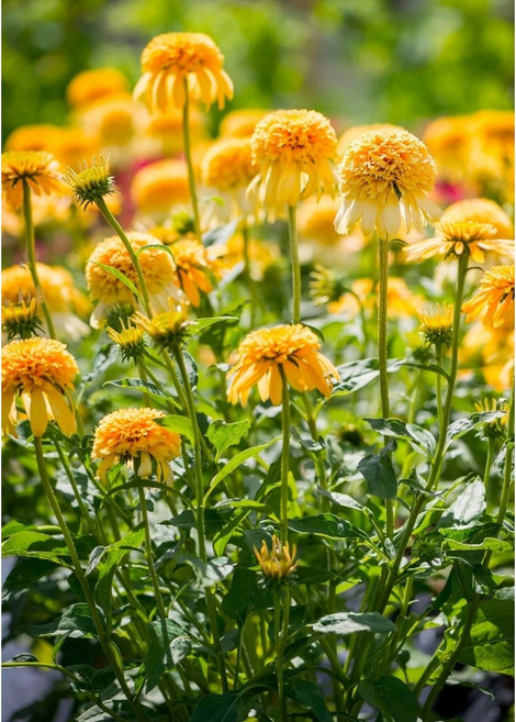 에키네시아 레몬 드롭 15cm 포트묘 여름꽃 왜성 야생화 실내화분 절화 노지월동