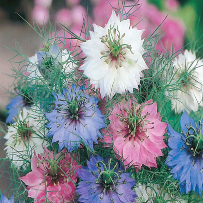 니겔라 '흑종초 Mix' 색상랜덤 [4포트] (복남이네야생화 Nigella damascena L Mix), 4개